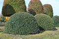 English holly